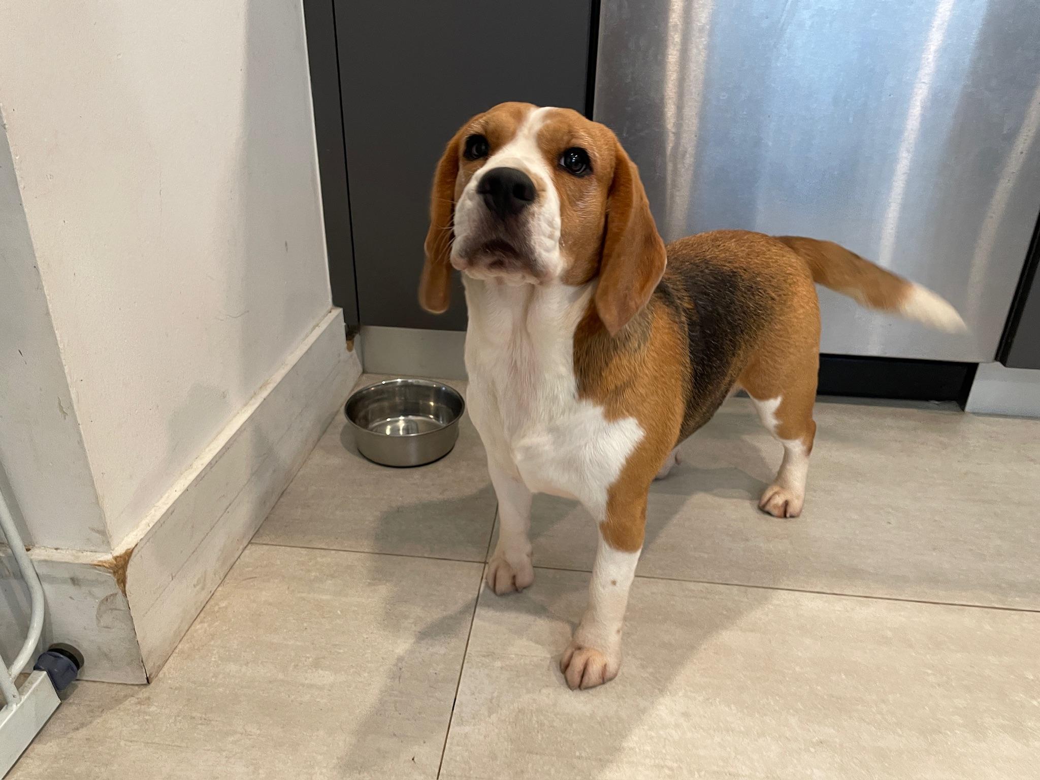 Enlarge Bubbles , a Adoptable Beagle in Miami, FL image 3/5
