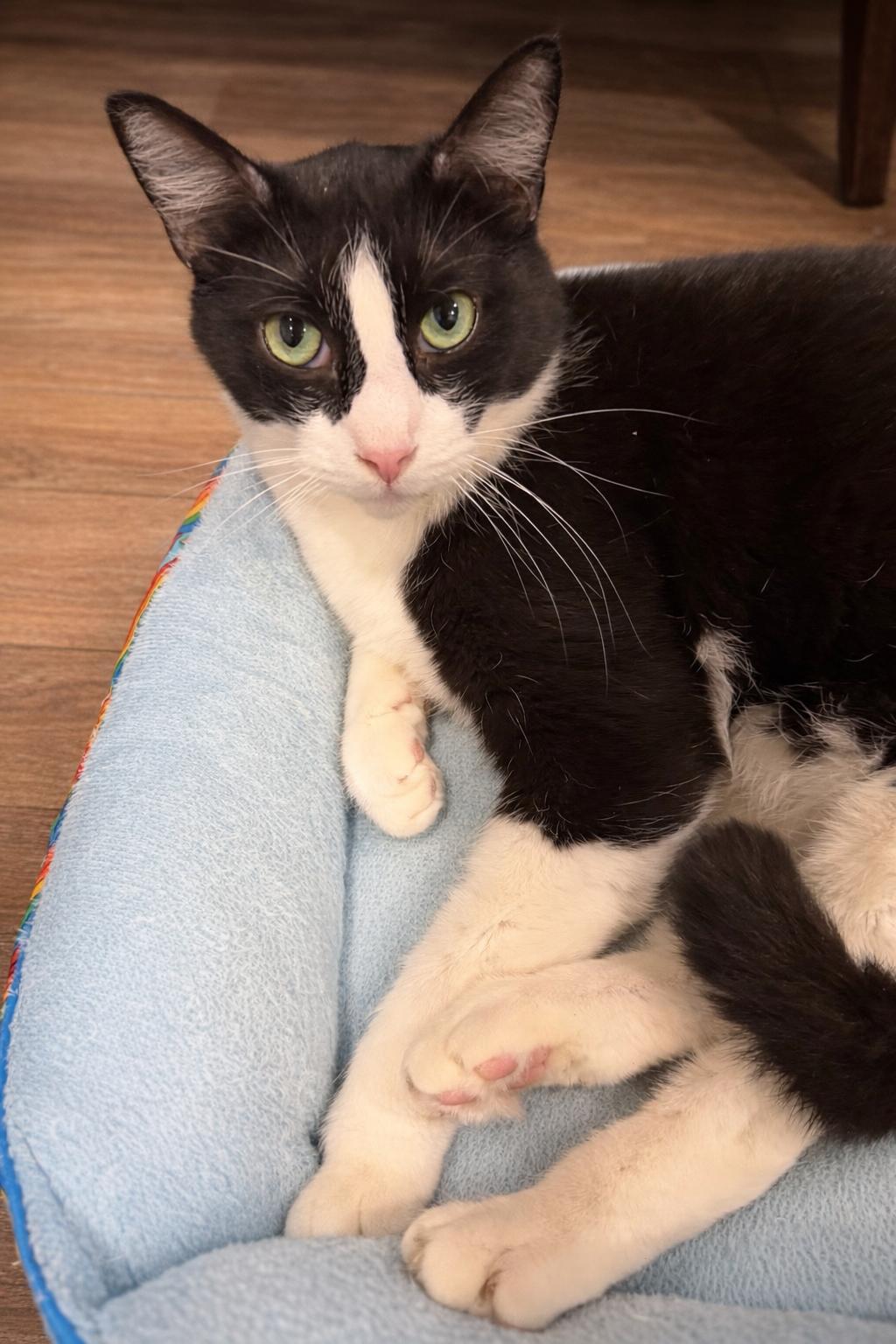 Enlarge Roger, a Adoptable Domestic Short Hair in Rio Linda, CA image 1/3