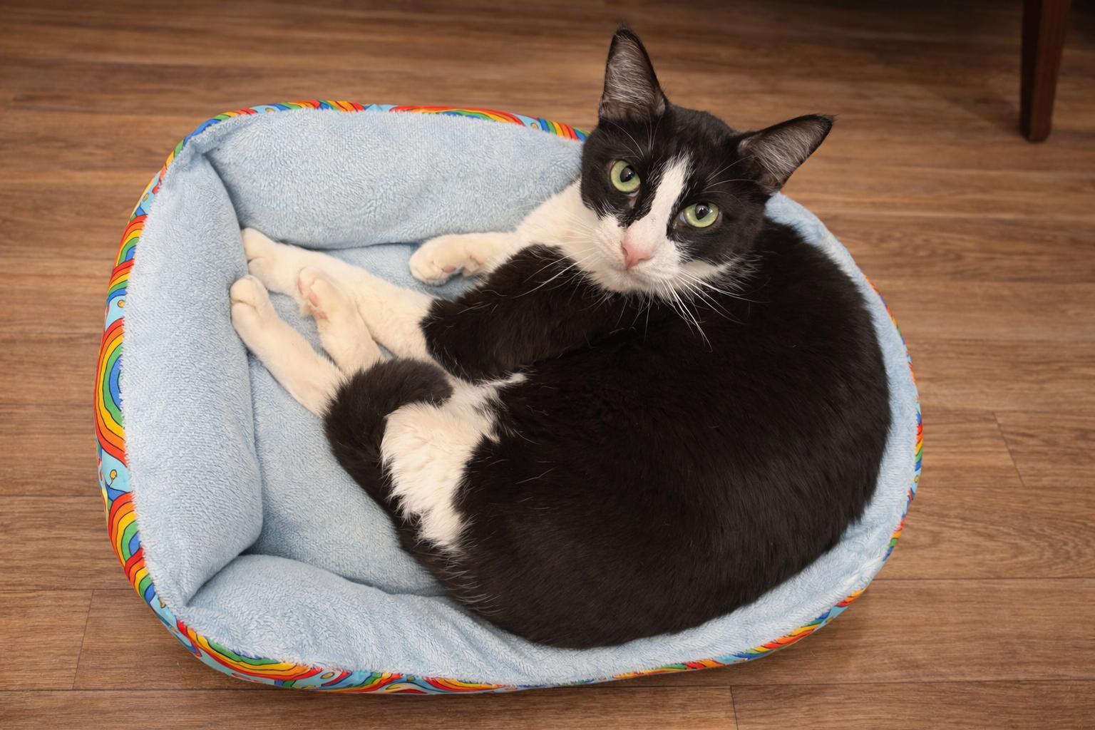 Enlarge Roger, a Adoptable Domestic Short Hair in Rio Linda, CA image 2/3