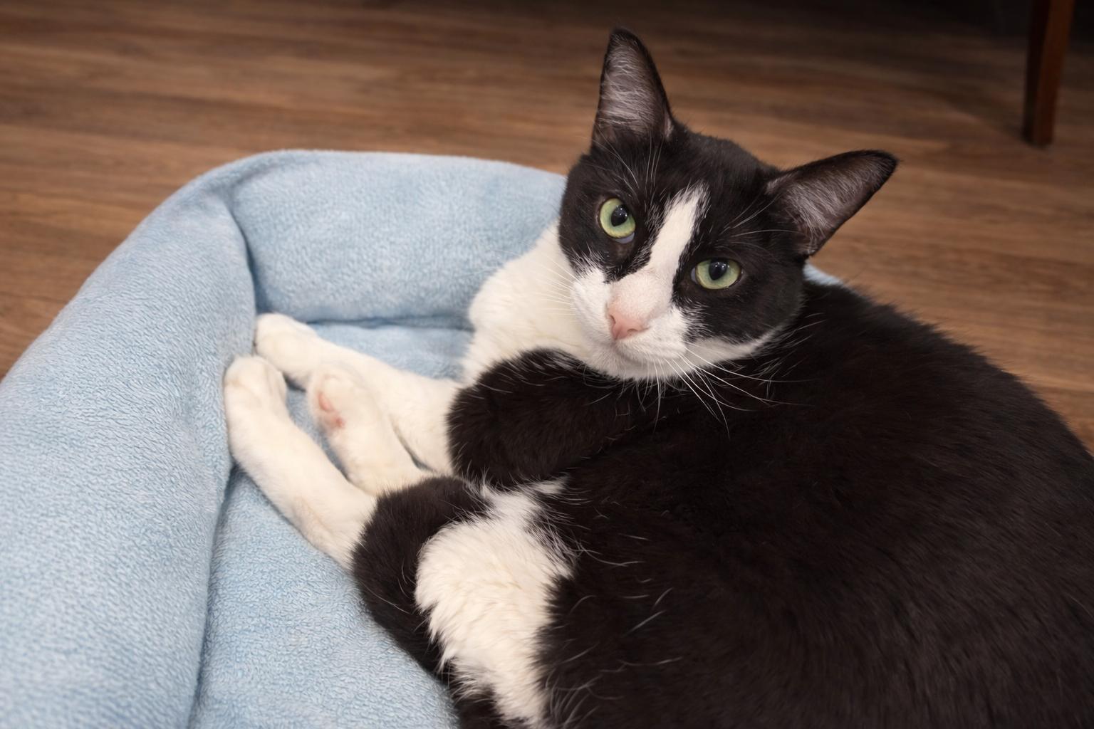 Enlarge Roger, a Adoptable Domestic Short Hair in Rio Linda, CA image 3/3