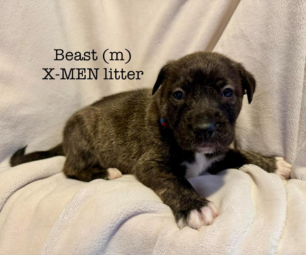 Beast, Adoptable, Puppy Male Shepherd & Labrador Retriever.