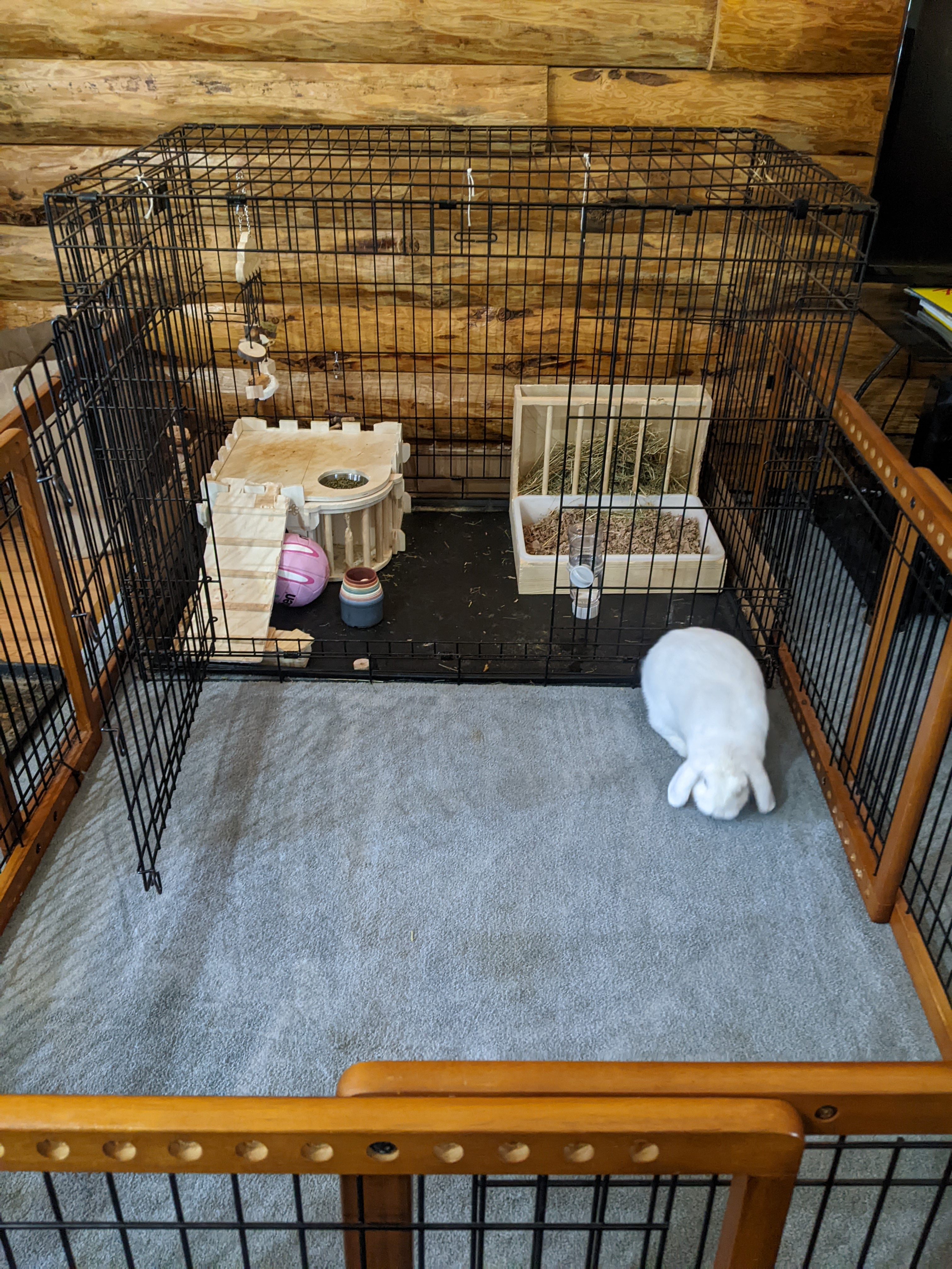 Ella (Courtesy Post), Adopted, Young Female Holland Lop.