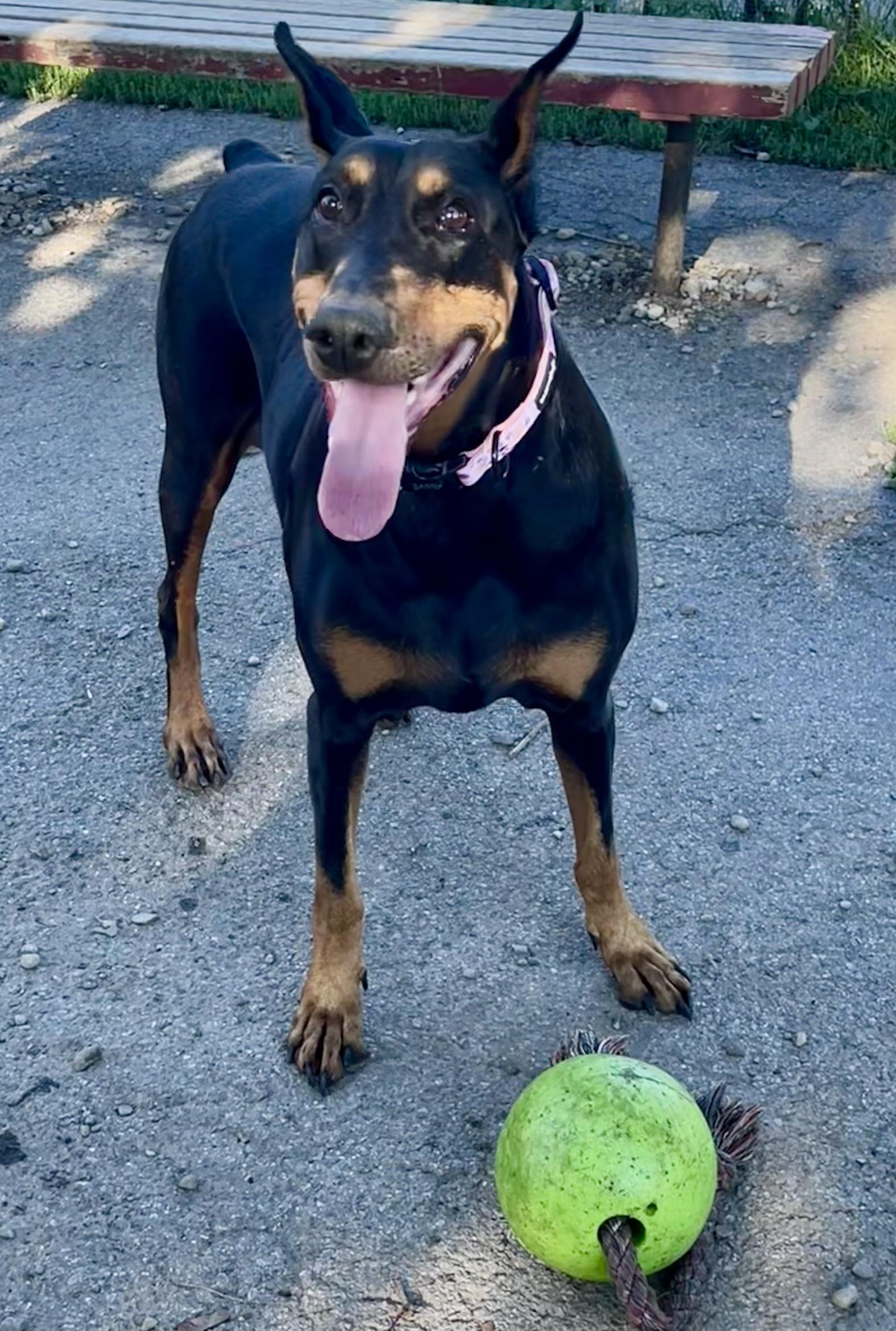 Enlarge Loki, a Adoptable Doberman Pinscher in Buffalo, NY image 5/6