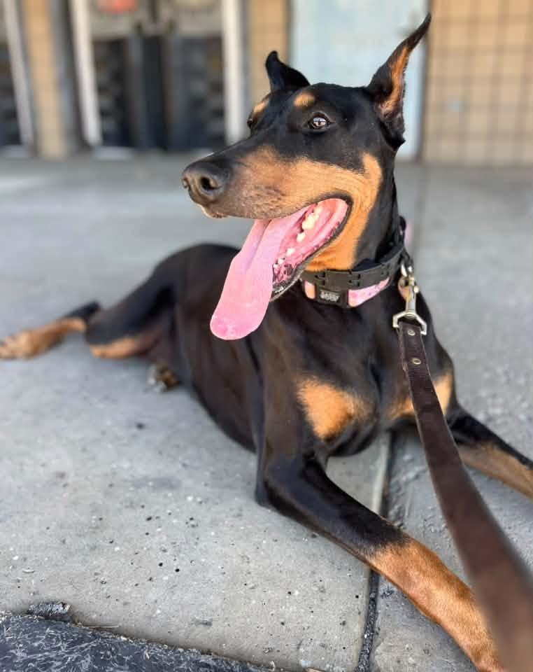 Loki, Adoptable, Adult Female Doberman Pinscher.
