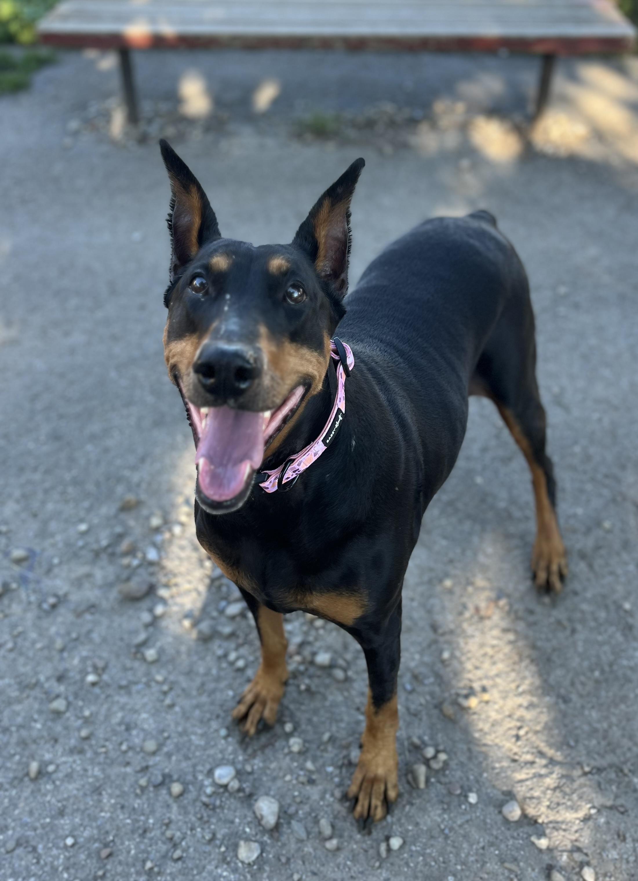 Enlarge Loki, a Adoptable Doberman Pinscher in Buffalo, NY image 2/6