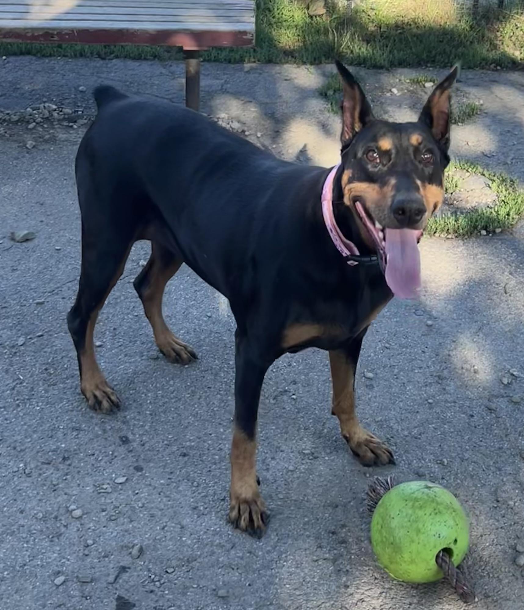 Enlarge Loki, a Adoptable Doberman Pinscher in Buffalo, NY image 6/6