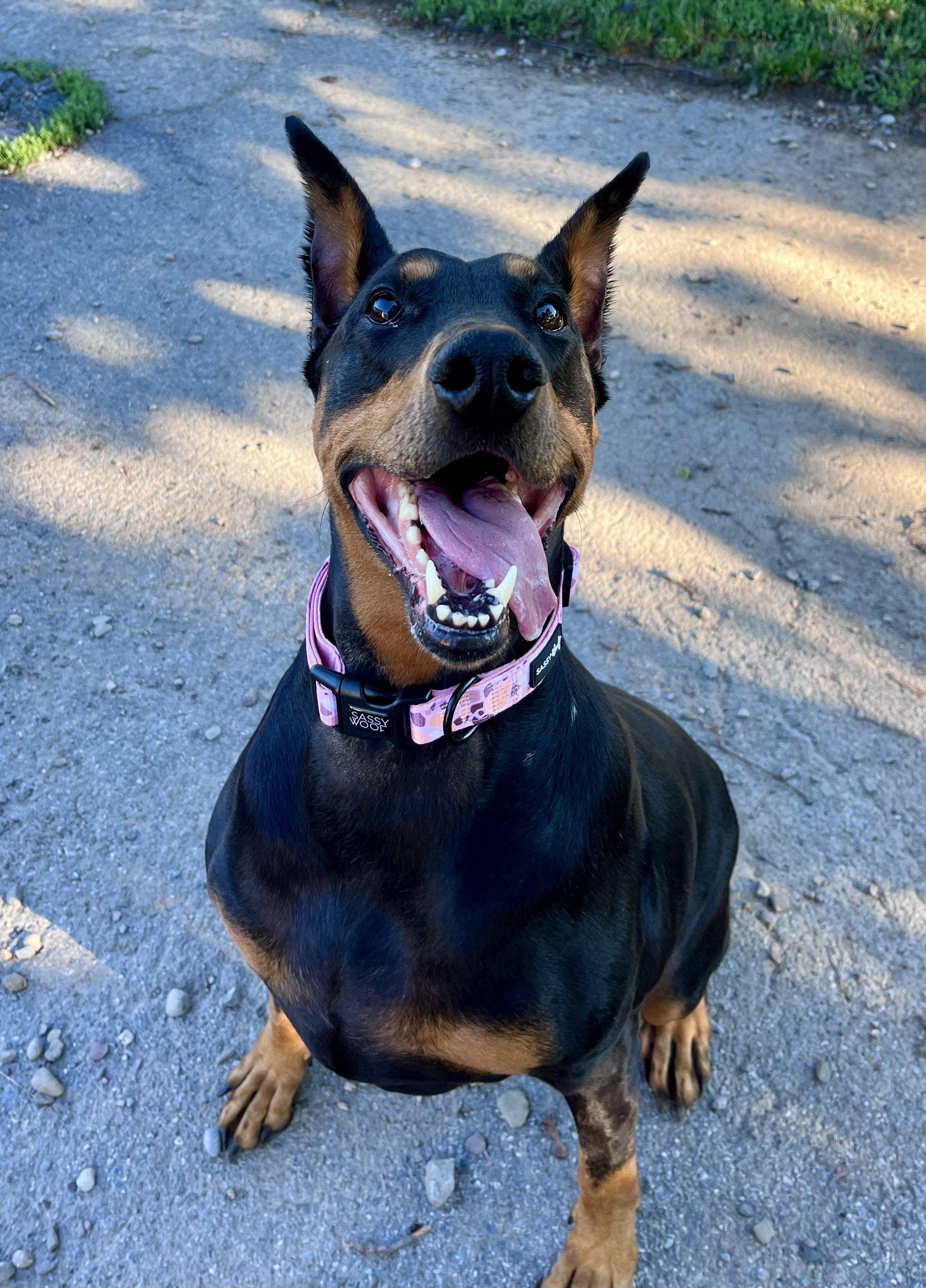 Enlarge Loki, a Adoptable Doberman Pinscher in Buffalo, NY image 4/6