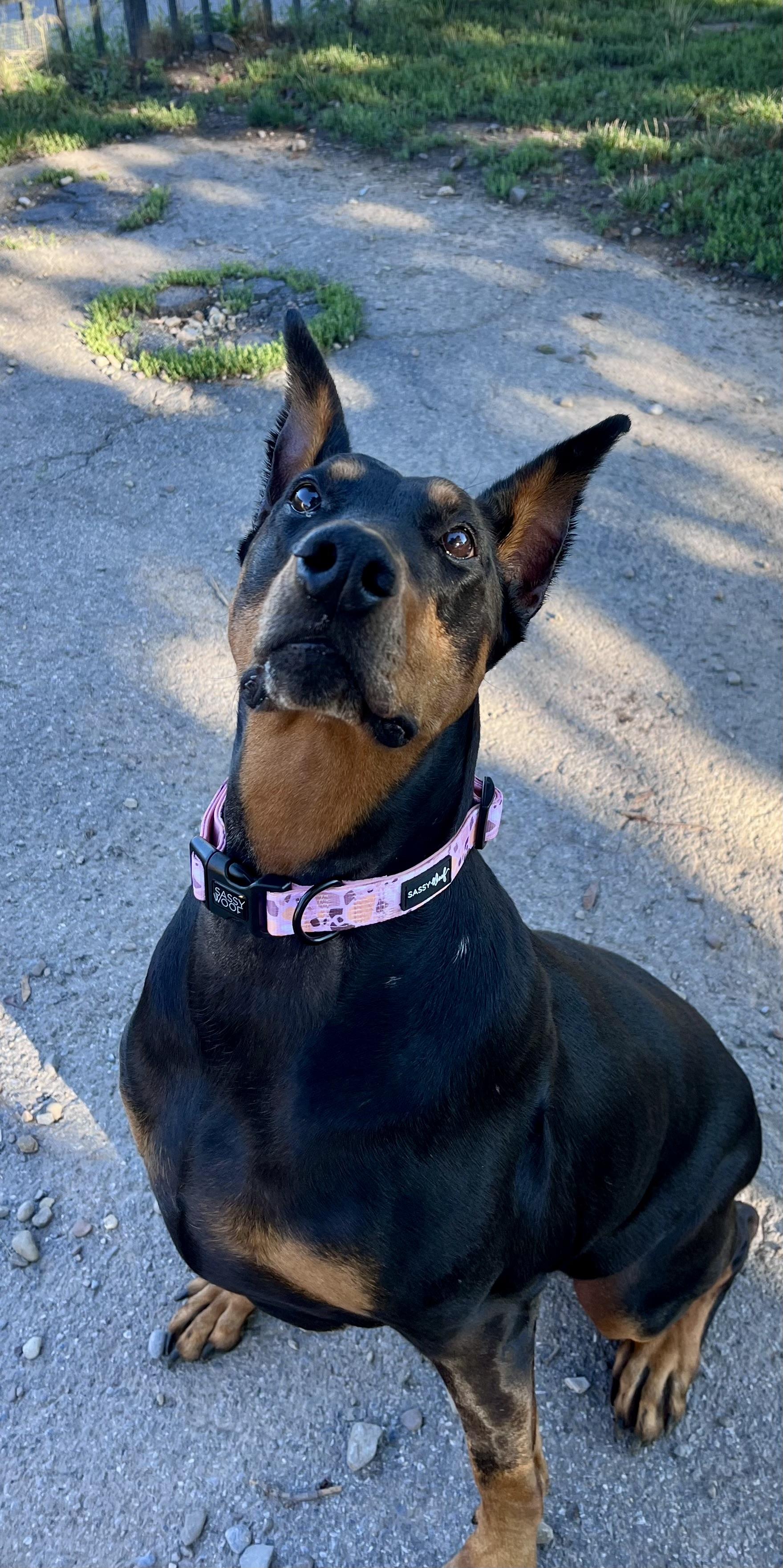 Enlarge Loki, a Adoptable Doberman Pinscher in Buffalo, NY image 3/6