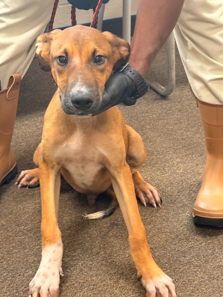 Enlarge Tonks, a Adoptable mixed breed in Effingham, SC image 1/1