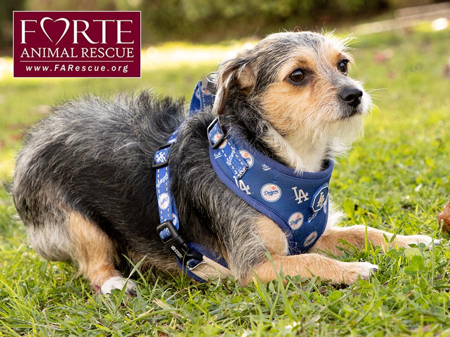 Enlarge Molly, a Adoptable mixed breed in Marina Del Rey, CA image 5/6