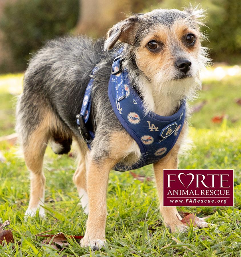 Enlarge Molly, a Adoptable mixed breed in Marina Del Rey, CA image 6/6
