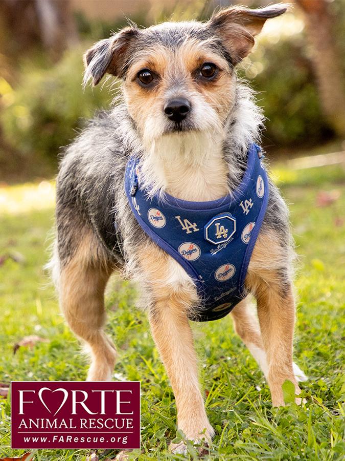 Enlarge Molly, a Adoptable mixed breed in Marina Del Rey, CA image 2/6