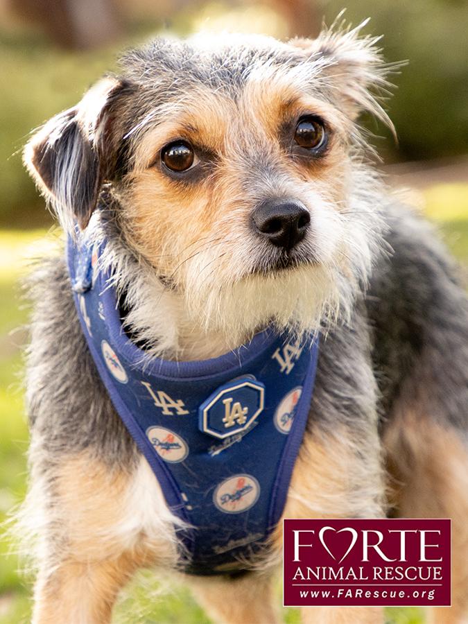 Enlarge Molly, a Adoptable mixed breed in Marina Del Rey, CA image 4/6