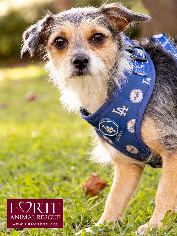 Enlarge Molly, a Adoptable mixed breed in Marina Del Rey, CA image 3/6