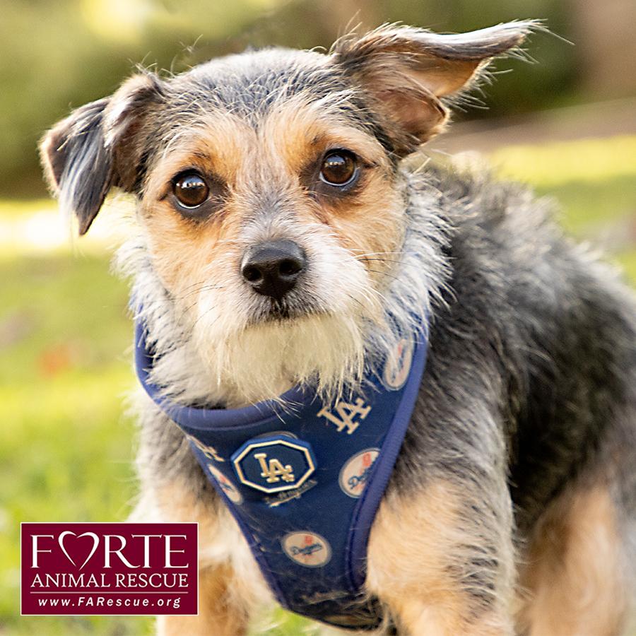 Molly, Adoptable, Young Female Terrier & Yorkshire Terrier.