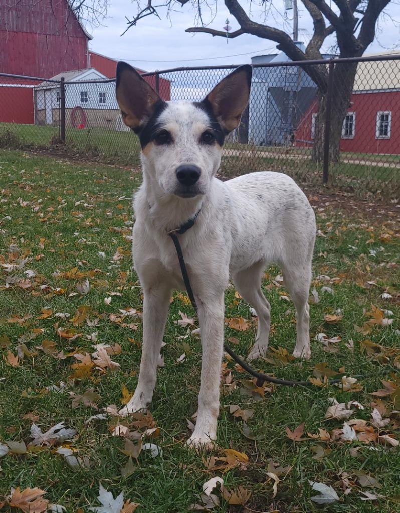 sky, a Adoptable mixed breed in sun prairie, WI image 2/3