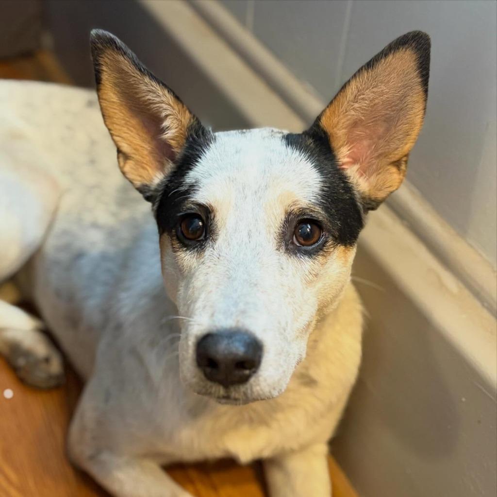 sky, a Adoptable mixed breed in sun prairie, WI image 3/3