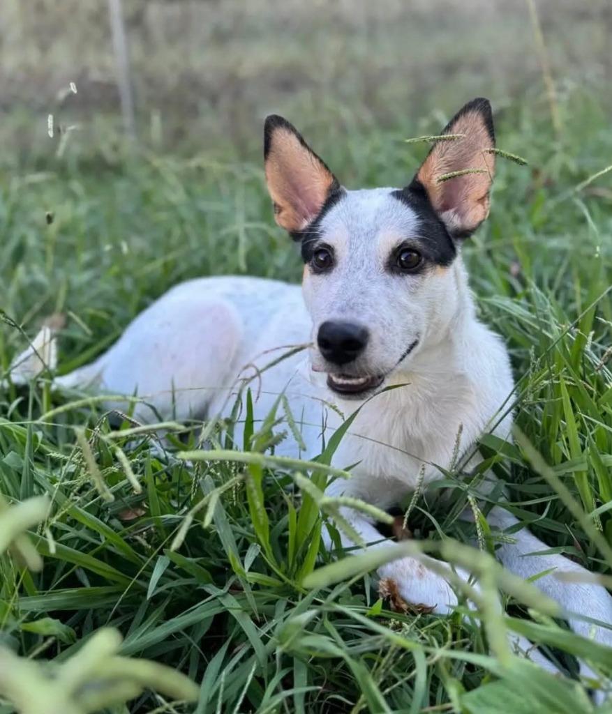 Enlarge sky, a Adoptable mixed breed in sun prairie, WI image 2/2