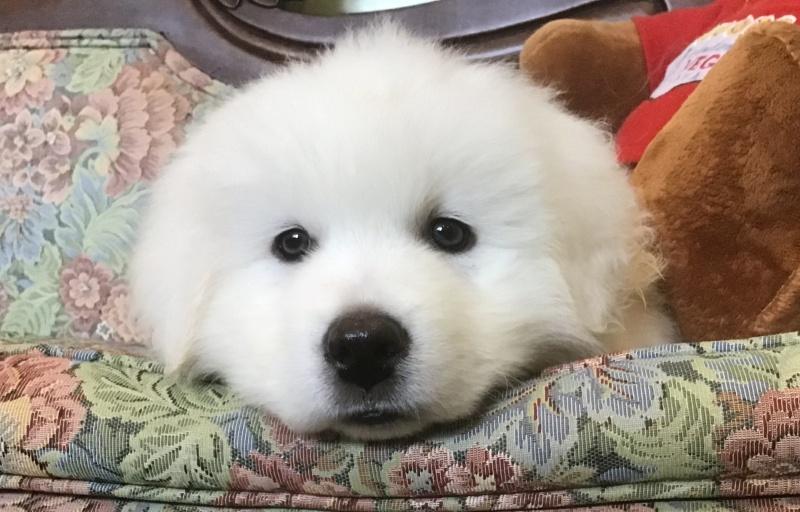 Wyn, a Adoptable mixed breed in Bancroft, ON image 1/4