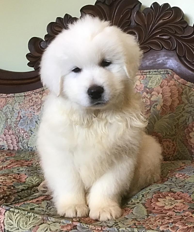 Wyn, a Adoptable mixed breed in Bancroft, ON image 2/4