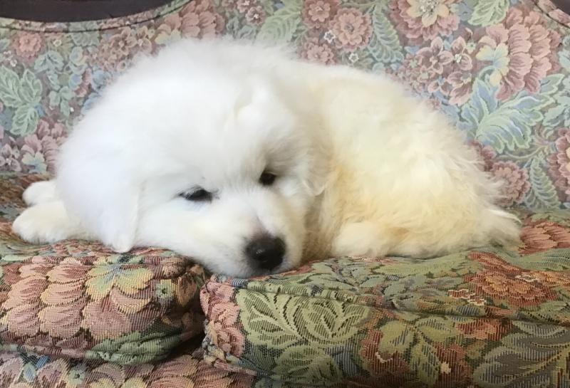 Wyn, a Adoptable mixed breed in Bancroft, ON image 3/4