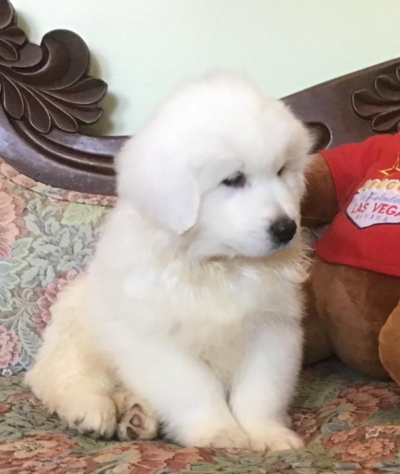 Wyn, a Adoptable mixed breed in Bancroft, ON image 4/4