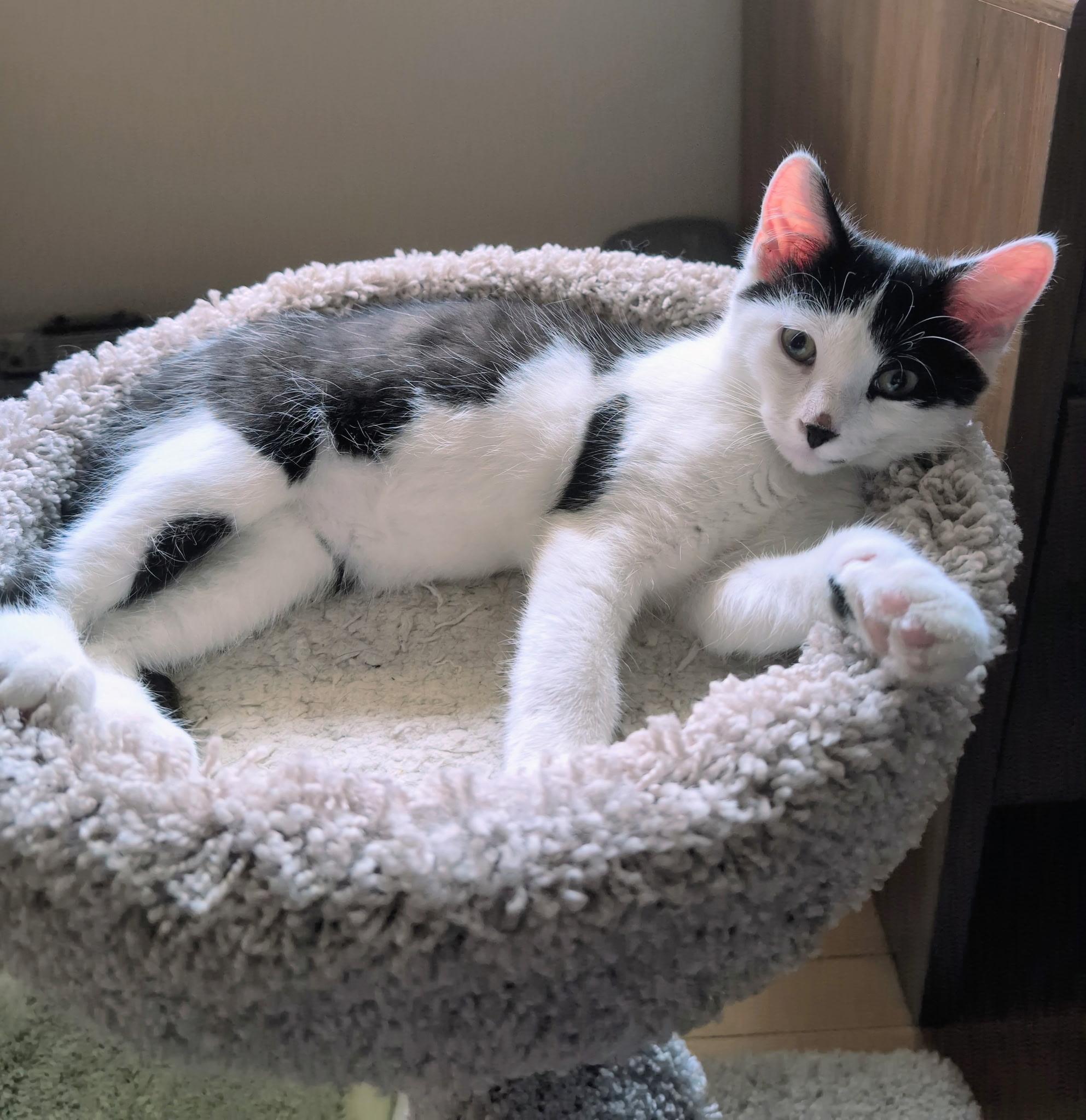 Enlarge MARIO, a ADOPTABLE Domestic Short Hair in Chicago Ridge, IL image 4/4