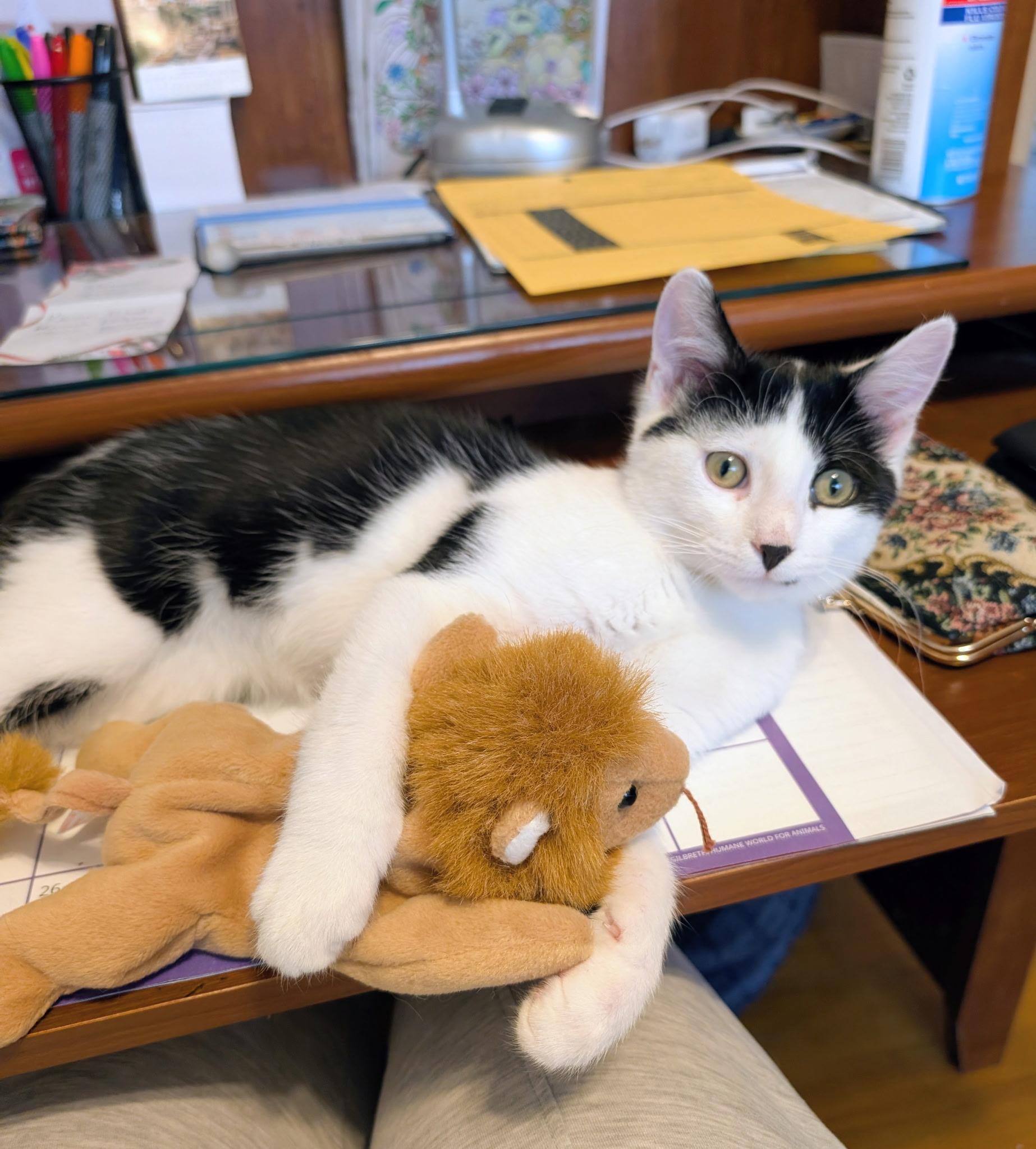 Enlarge MARIO, a ADOPTABLE Domestic Short Hair in Chicago Ridge, IL image 2/4