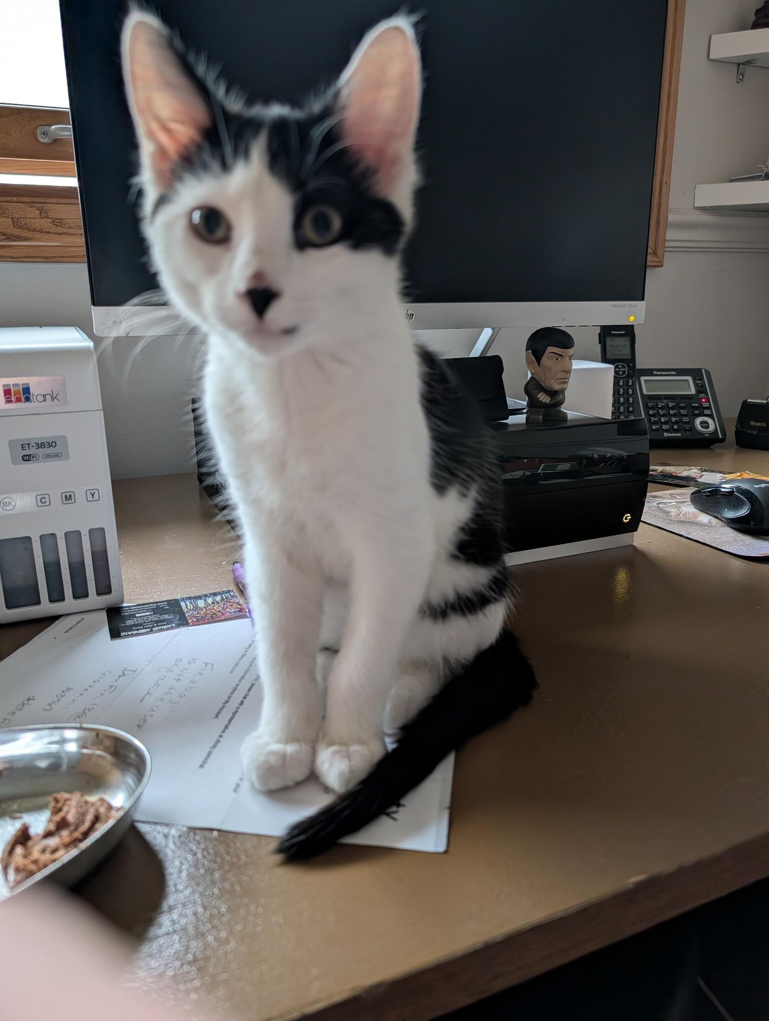Enlarge MARIO, a ADOPTABLE Domestic Short Hair in Chicago Ridge, IL image 1/4