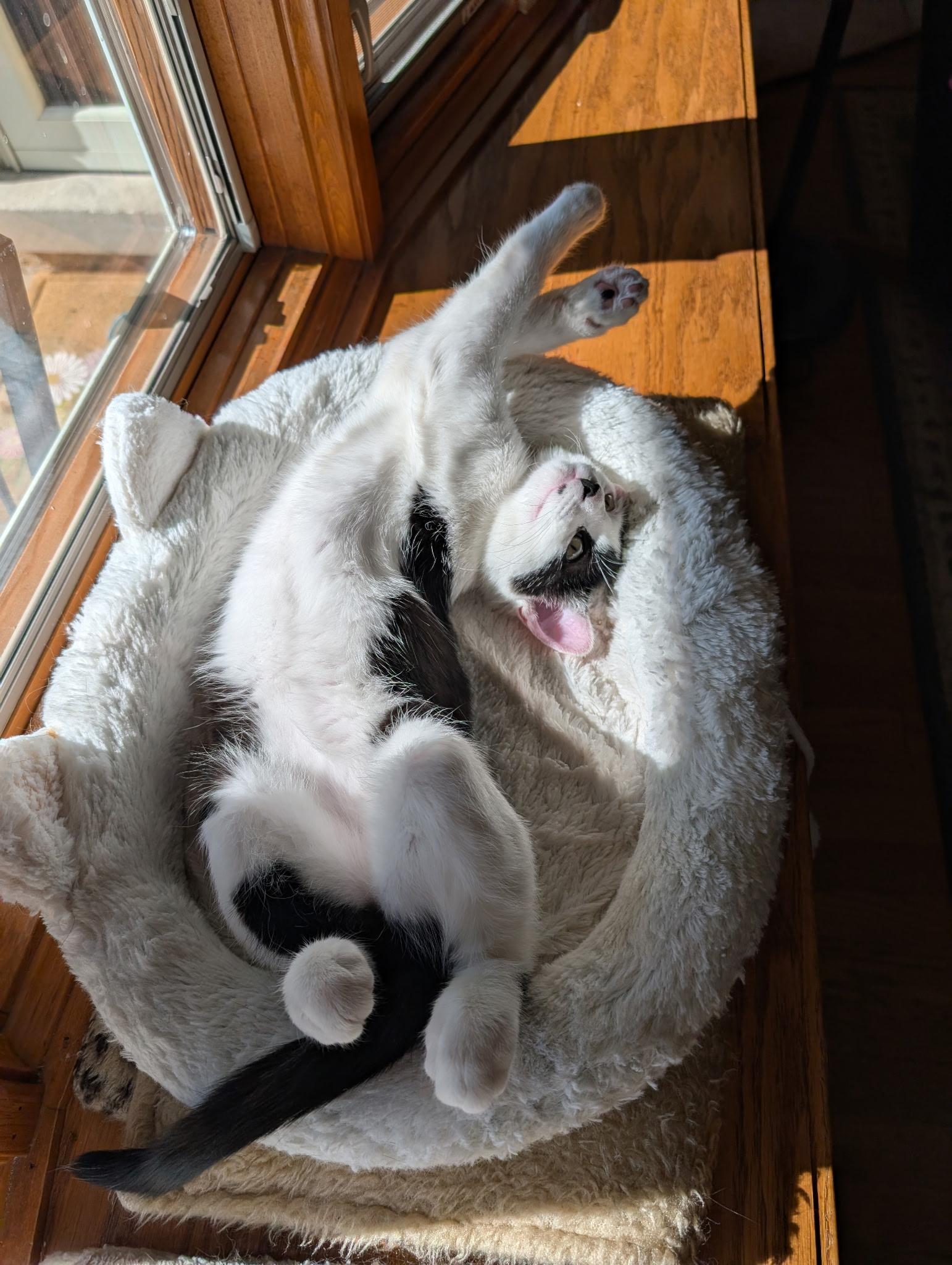 Enlarge MARIO, a ADOPTABLE Domestic Short Hair in Chicago Ridge, IL image 3/4