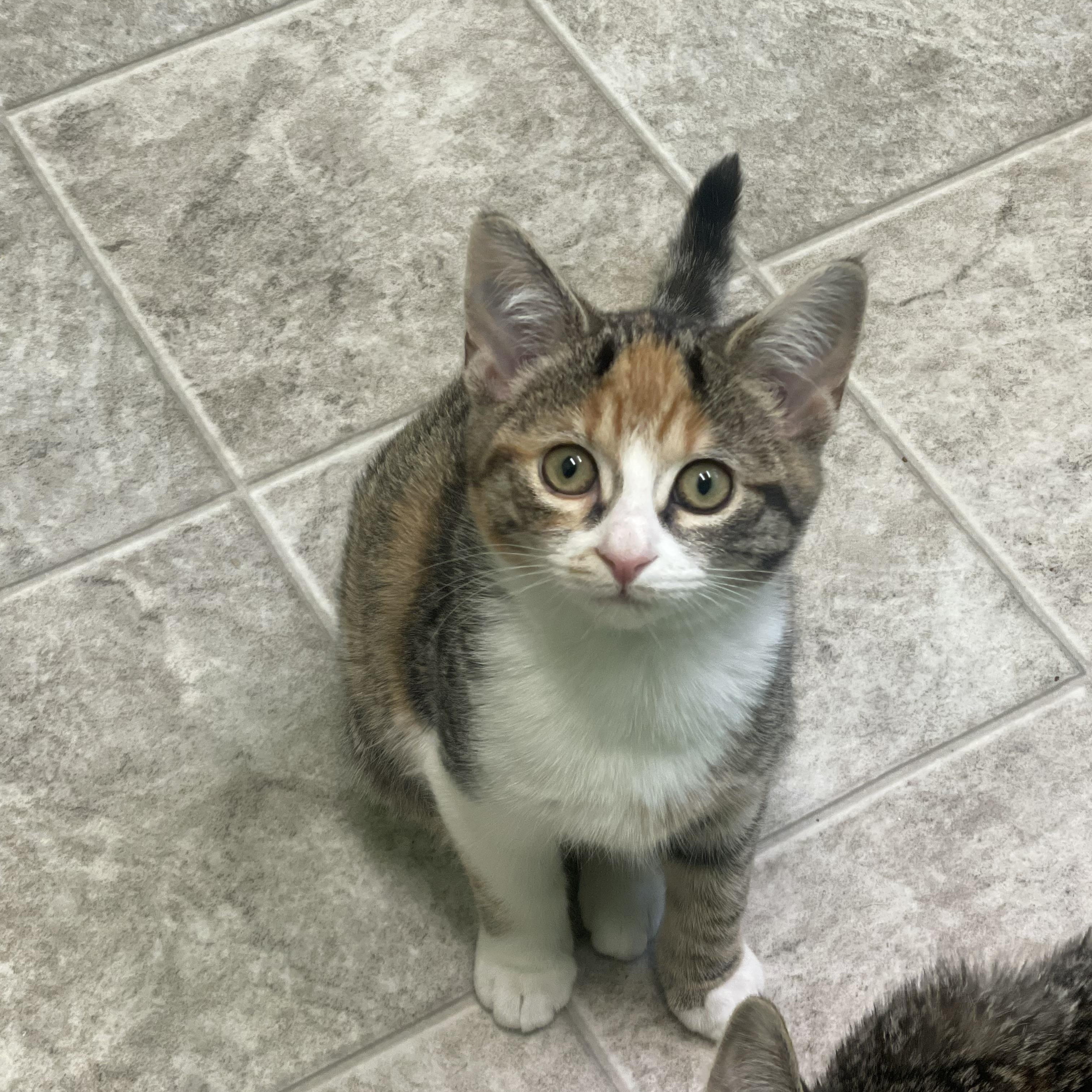 Butterscotch, a Adoptable Domestic Short Hair in Greenbelt, MD image 2/5