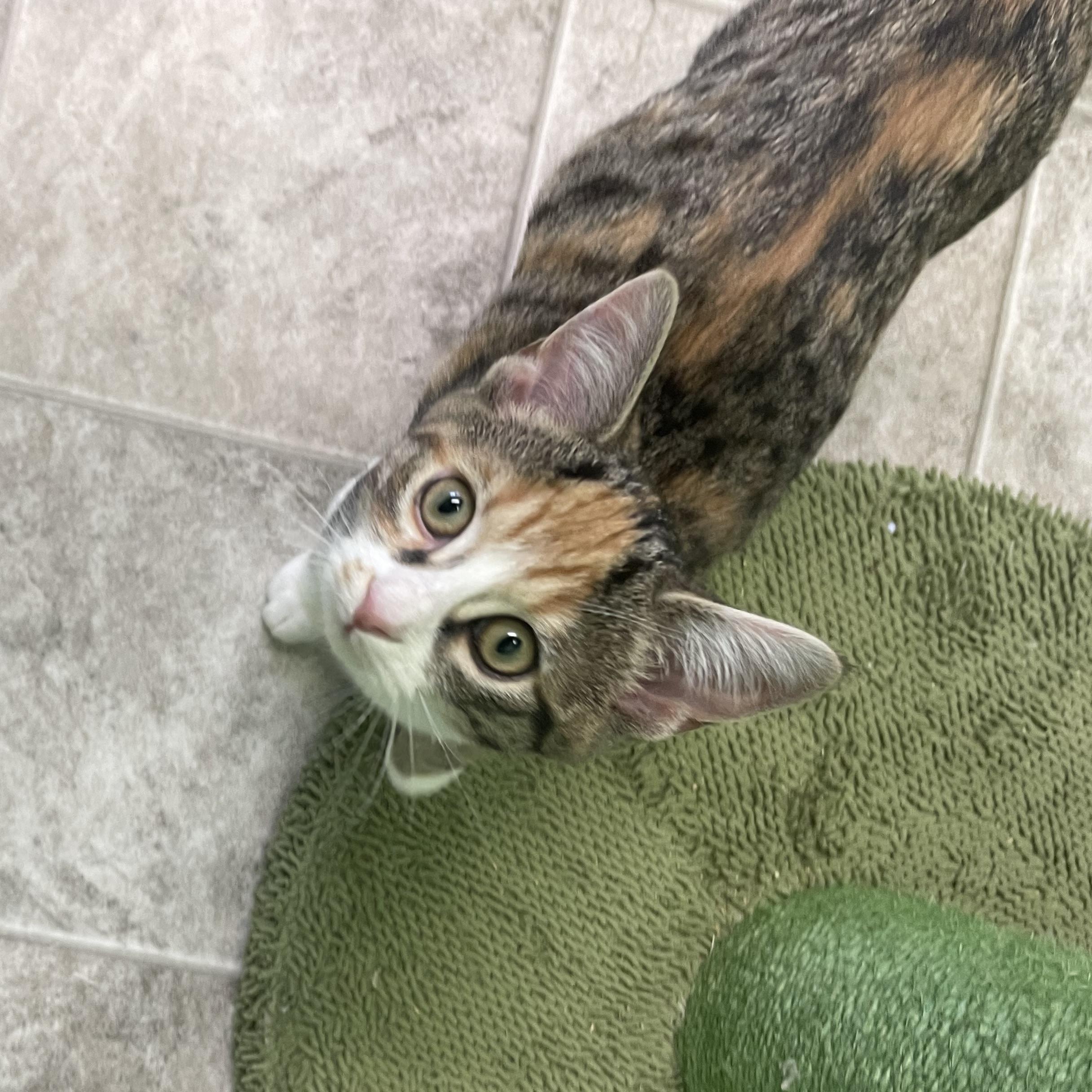 Butterscotch, a Adoptable Domestic Short Hair in Greenbelt, MD image 5/5