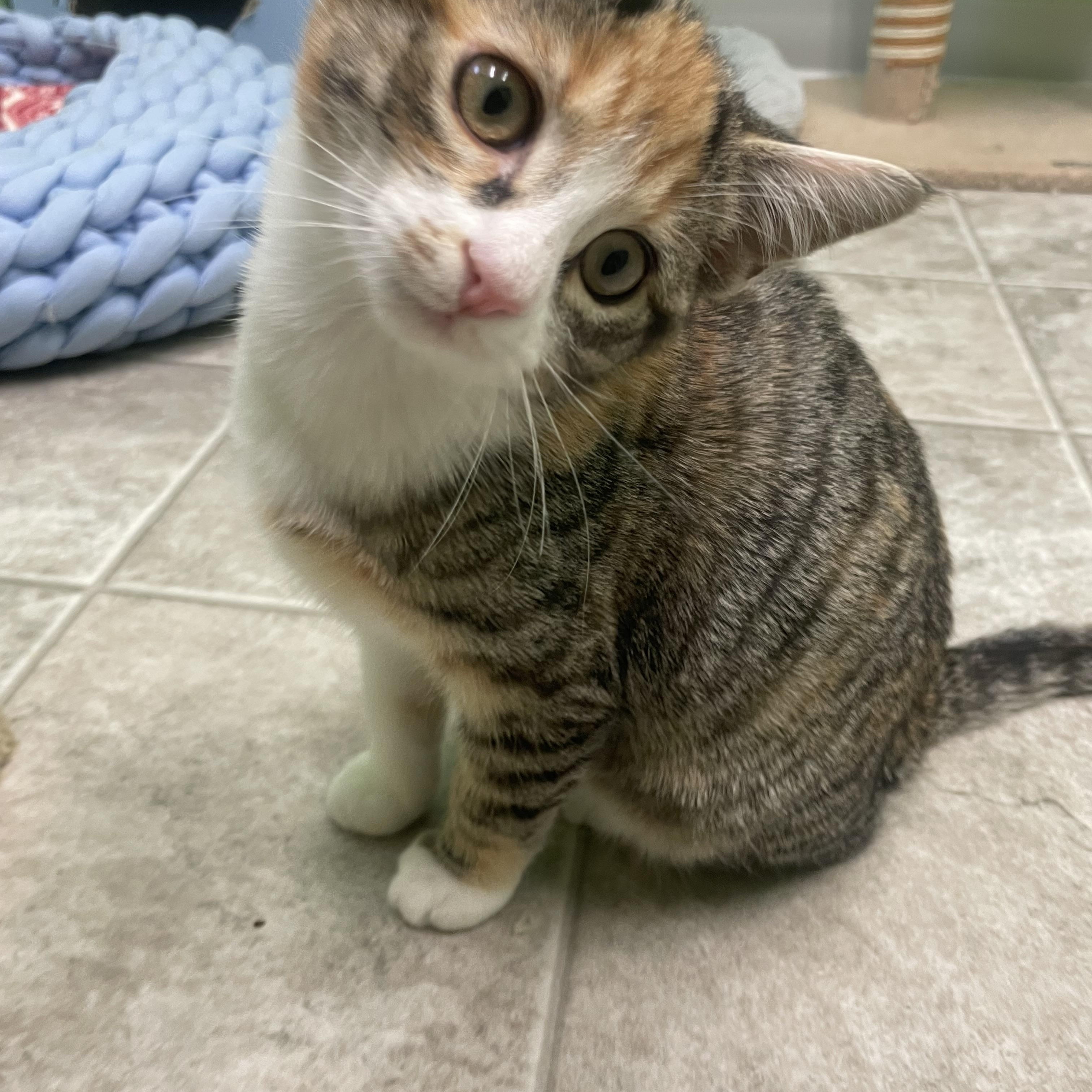 Butterscotch, a Adoptable Domestic Short Hair in Greenbelt, MD image 3/5