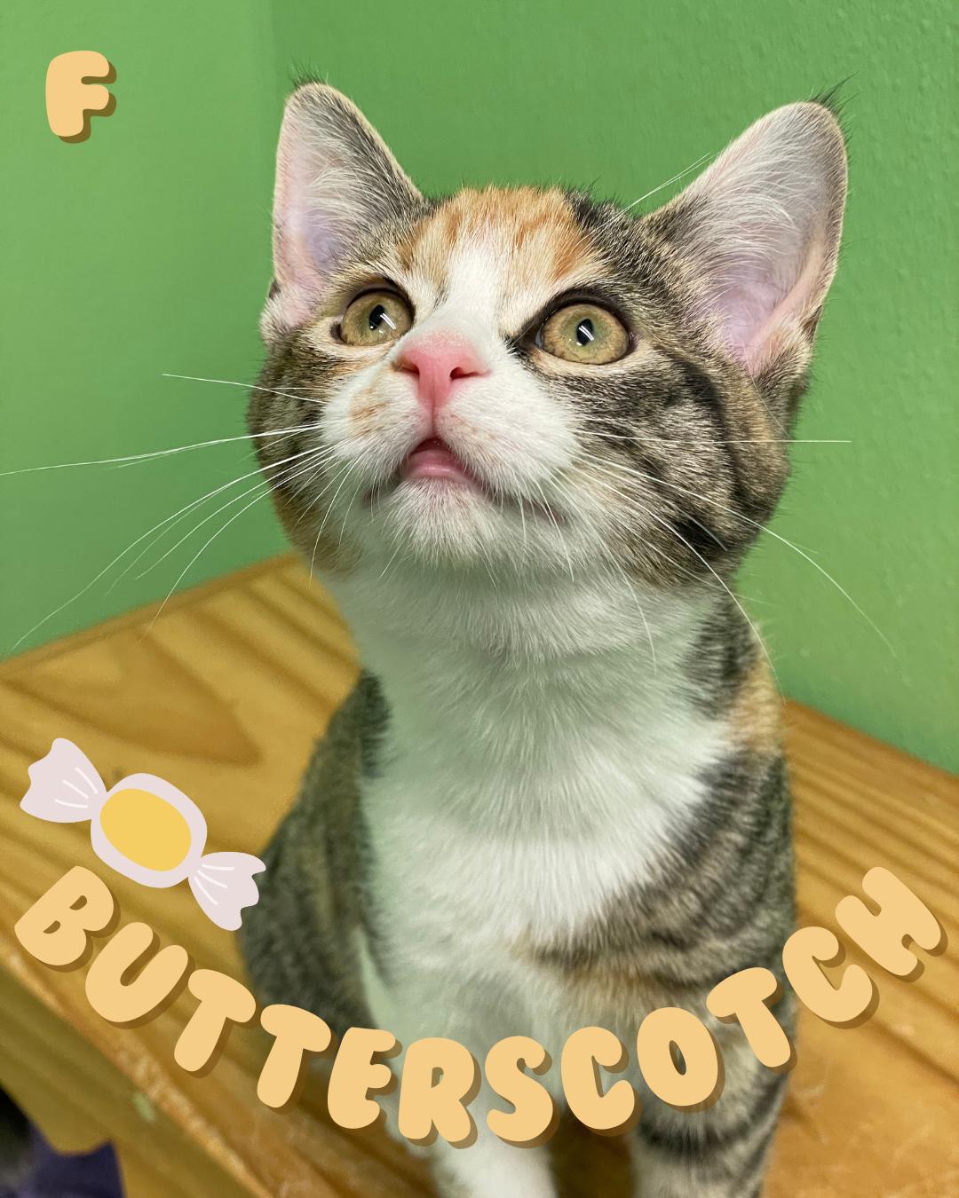 Butterscotch, a Adoptable Domestic Short Hair in Greenbelt, MD image 1/5