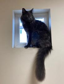 Benny, adopted, Adult Male Nebelung.