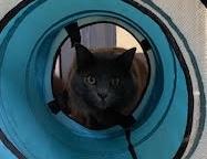 Enlarge Benny, an adopted Nebelung in Sherman Oaks, CA image 2/5