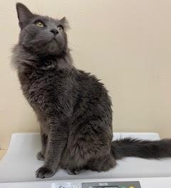 Enlarge Benny, an adopted Nebelung in Sherman Oaks, CA image 4/5
