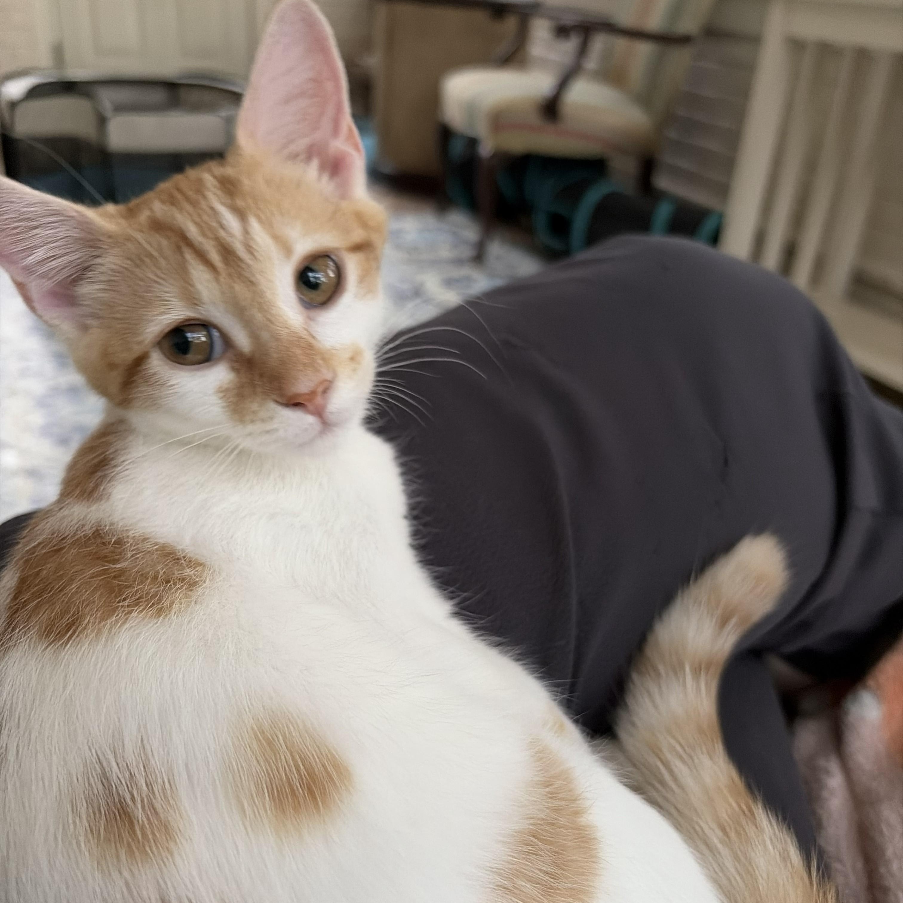 Enlarge Lola, an adopted Domestic Short Hair in SNOW HILL, NC image 1/1