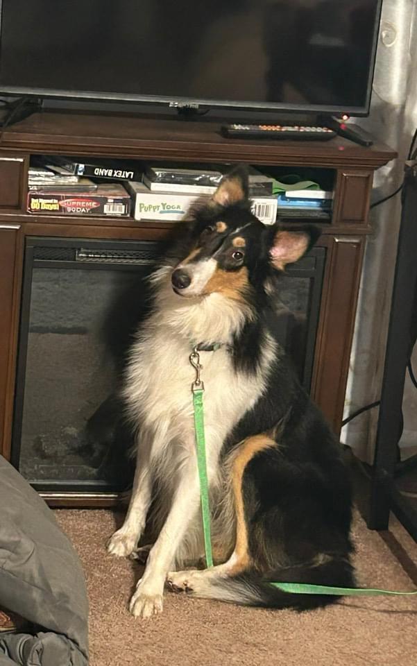 Enlarge Mercedes "Ruby", a Adopted Rough Collie in Elyria, OH image 1/6