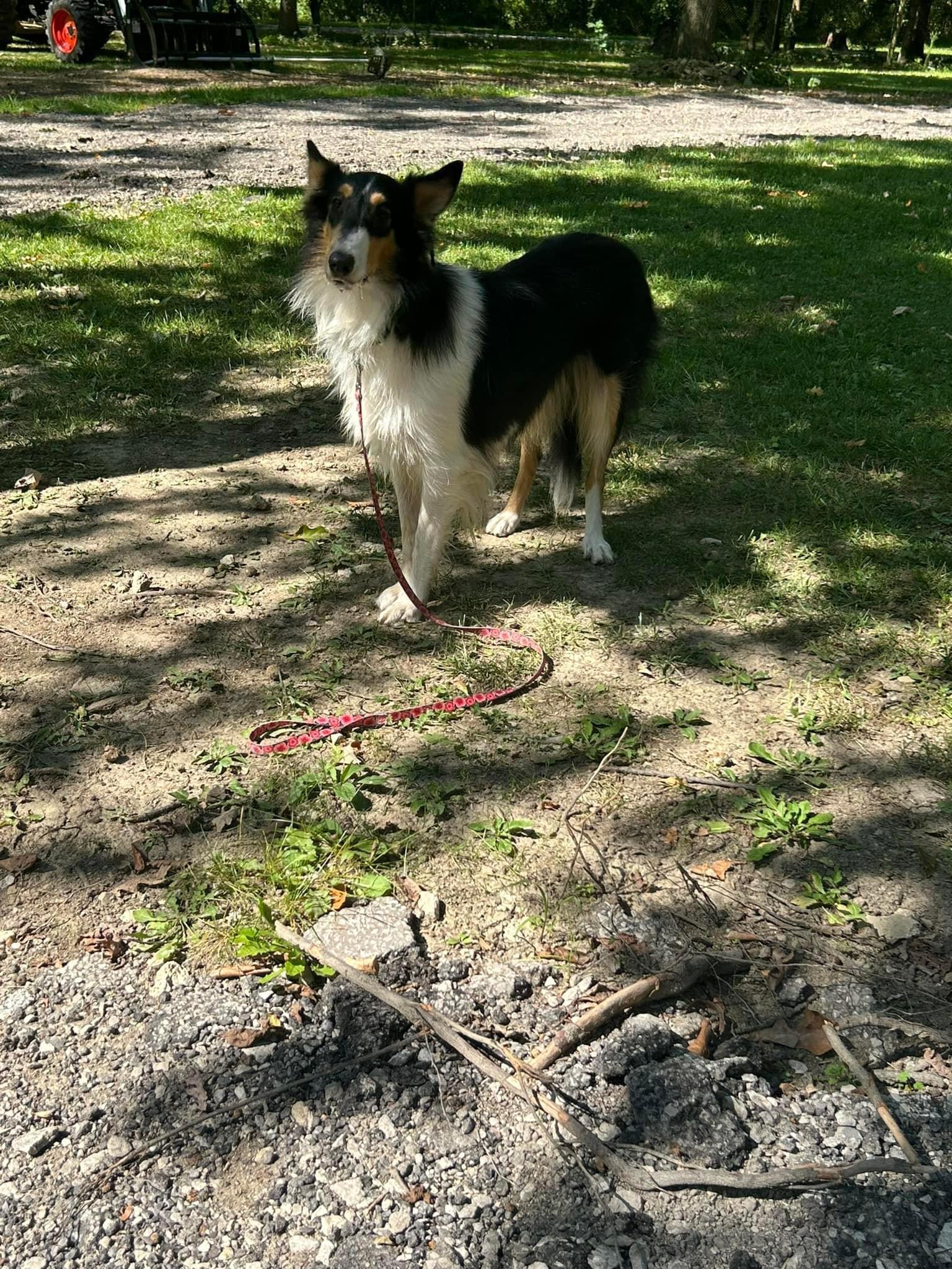 Enlarge Mercedes "Ruby", a Adopted Rough Collie in Elyria, OH image 3/6