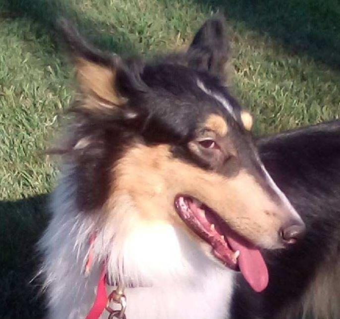 Enlarge Mercedes "Ruby", a Adopted Rough Collie in Elyria, OH image 4/6