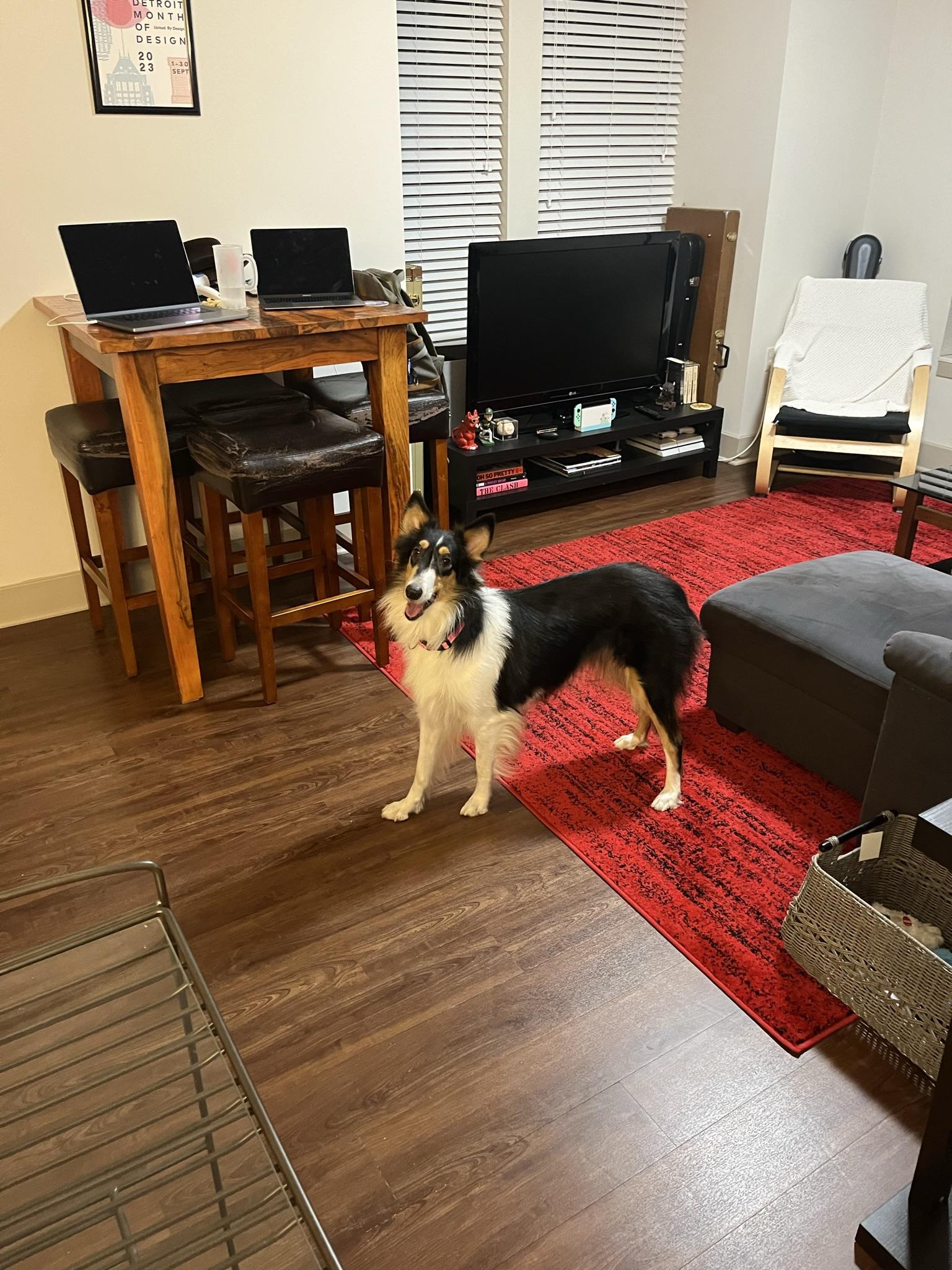 Enlarge Mercedes "Ruby", a Adopted Rough Collie in Elyria, OH image 5/6