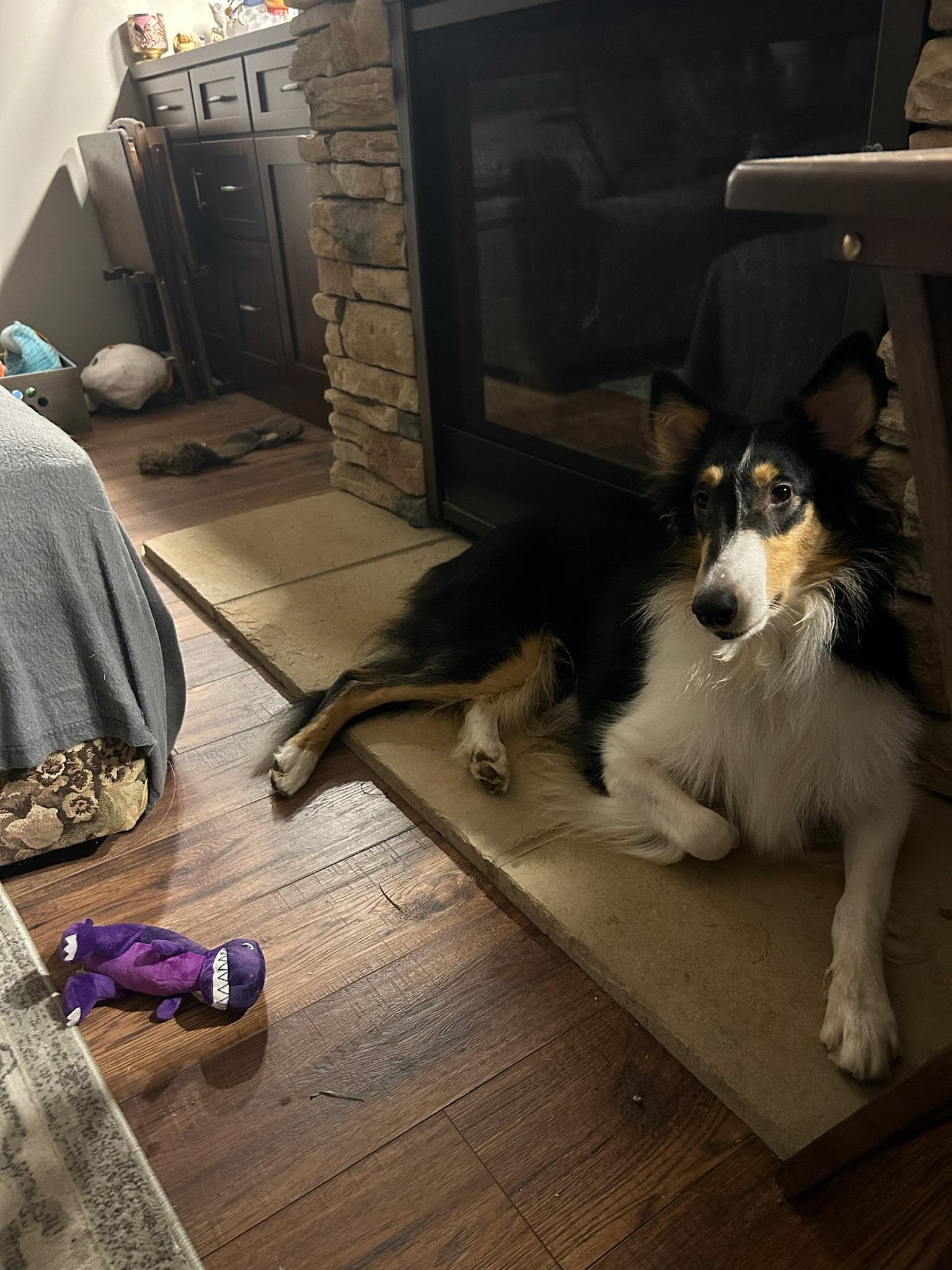 Enlarge Mercedes "Ruby", a Adopted Rough Collie in Elyria, OH image 6/6