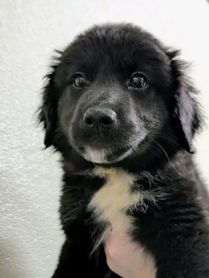 Enlarge Lexie 50790, a ADOPTABLE Mixed Breed in Oklahoma City, OK image 1/1