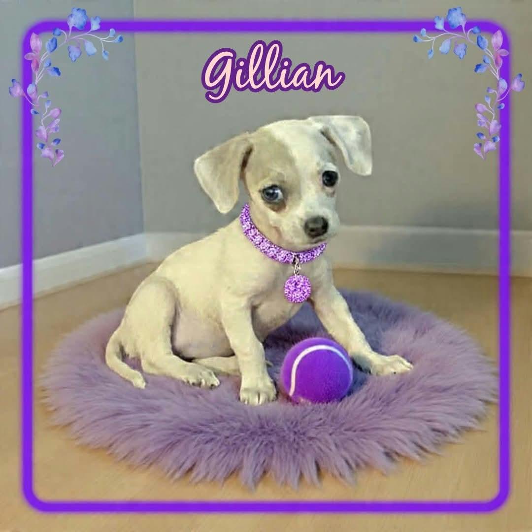 Enlarge Gillian Owens, a Adopted Chihuahua in Grove, OK image 2/4