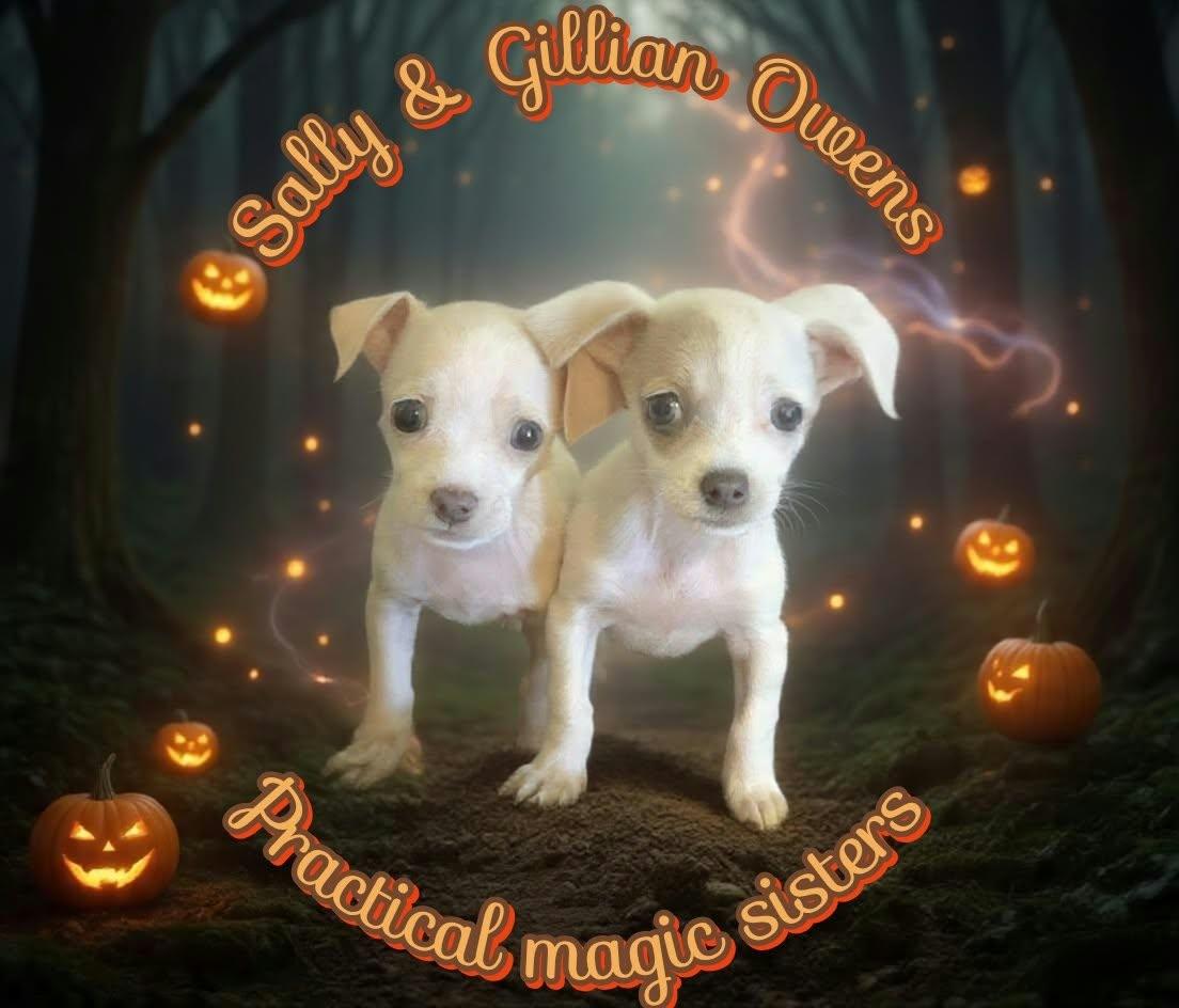 Enlarge Gillian Owens, a Adopted Chihuahua in Grove, OK image 3/4