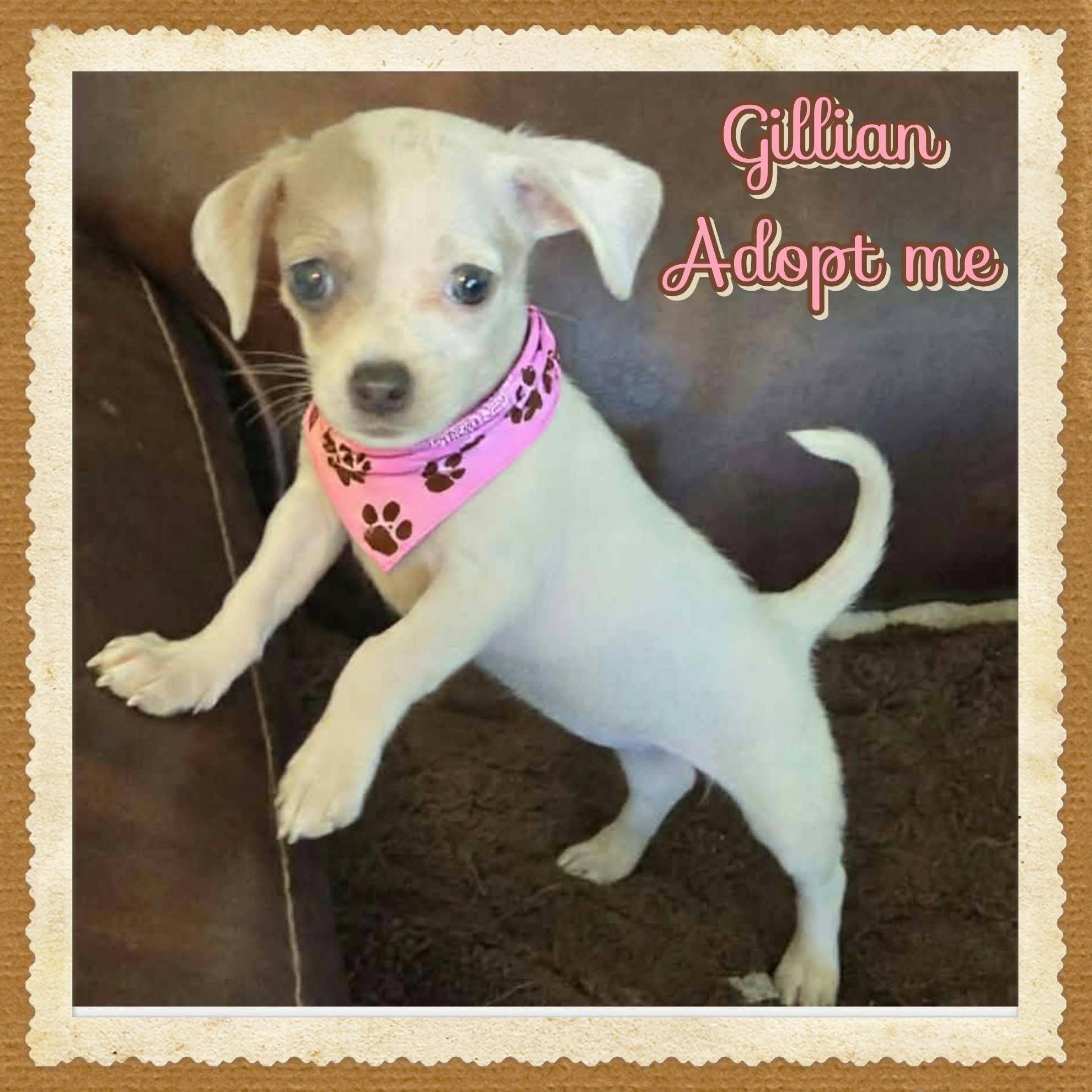 Gillian Owens, Adopted, Puppy Female Chihuahua.