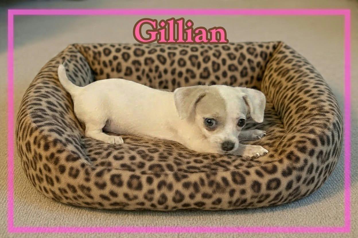 Enlarge Gillian Owens, a Adopted Chihuahua in Grove, OK image 4/4