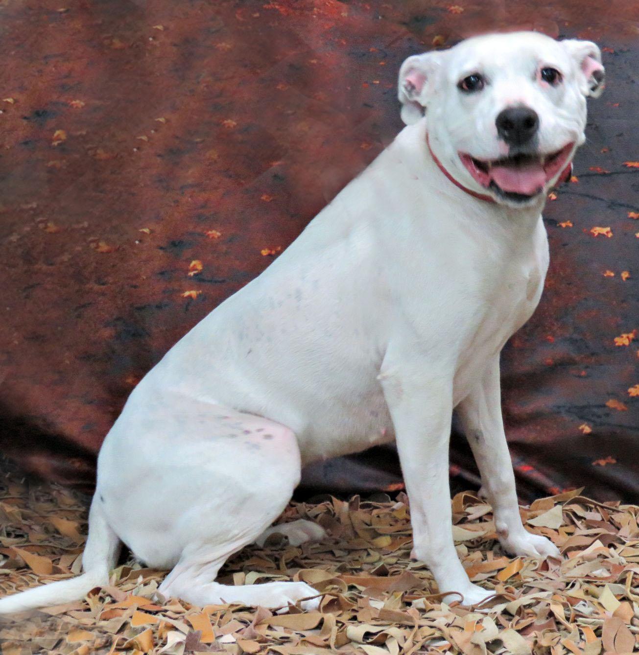 Enlarge Luna, a Adoptable mixed breed in Lexington, VA image 1/3