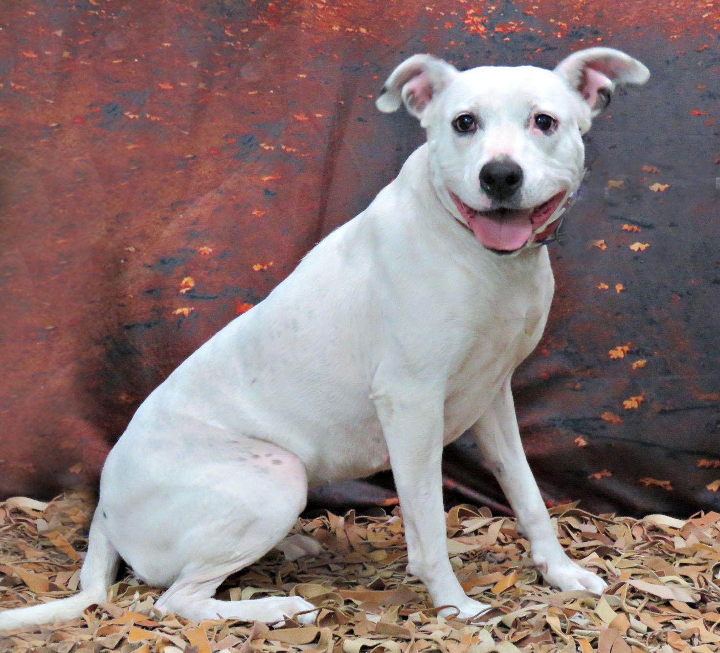 Enlarge Luna, a Adoptable mixed breed in Lexington, VA image 2/3